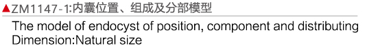 ZM1147-1 內(nèi)囊位置、組成及部分模型