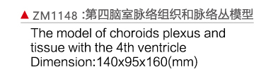 ZM1148 第四腦室脈絡(luò)組織和脈絡(luò)叢