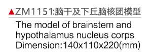 ZM1151 腦干及下丘腦核團(tuán)