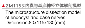 ZM1153 內囊與基底神經節(jié)立體模型