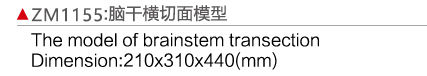 ZM1155 腦干橫切面