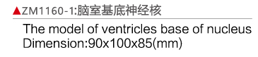 ZM1160-1 腦室基底神經(jīng)核