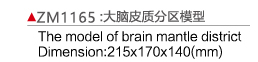 ZM1165 大腦皮質(zhì)分區(qū)模型