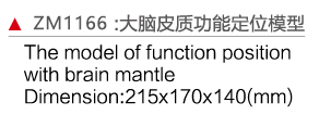 ZM1166 大腦皮質(zhì)功能定位