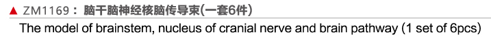 ZM1169 腦干腦神經(jīng)核腦傳導(dǎo)束