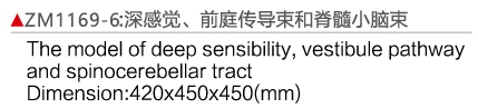 ZM1169-6 深感覺、前庭傳導(dǎo)束