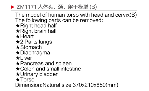 ZM1171 人體頭、頸、軀干模型