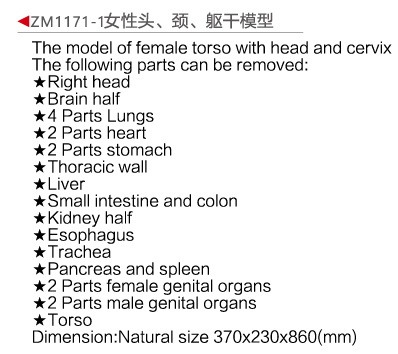 ZM1171-1 女性頭頸軀干模型