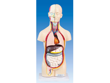 ZM1173 人體頭、頸、軀干模型
