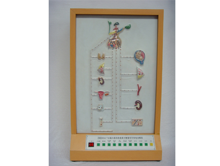 ZM8017 下丘腦與垂體的激素對(duì)靶器官作用電動(dòng)模型